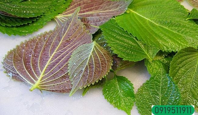 Diệt gián trong tủ bếp bằng lá tía tô