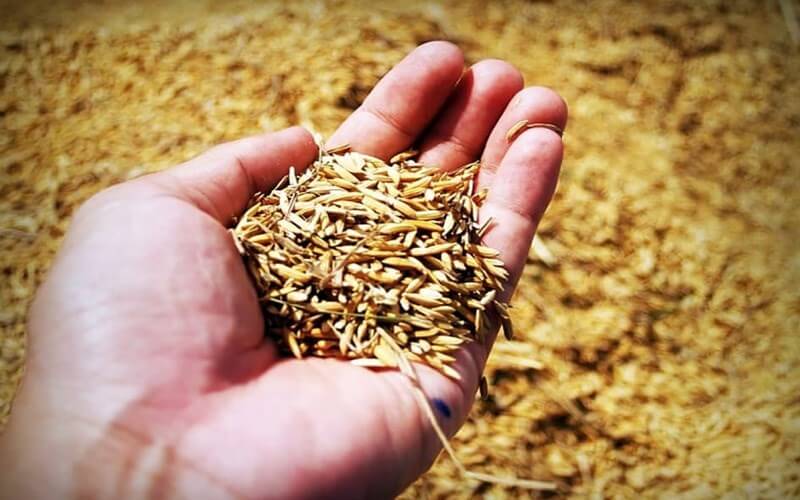 Dùng tro trấu để ủ sầu riêng cũng tương tự như dùng gạo